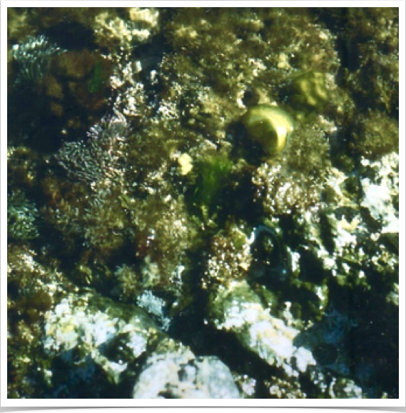 Mixed algae community in rocky subtidal zone - incl. Codium coralloides, Ceramium rubric, Laurencia pinnatifida and Corallina officinalis.